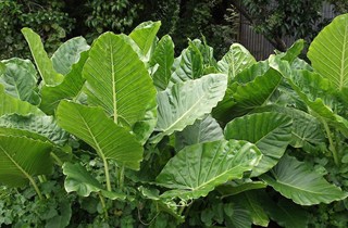 Elephant ear